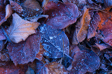 Wall Mural - Leaves covered in ice after cold weather. A photo depicting the winter and autumn seasons. Natural background.