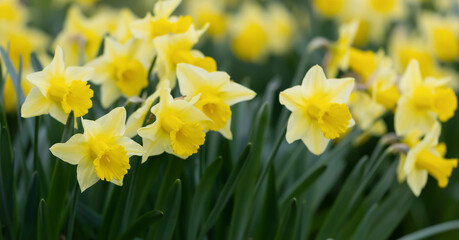 Wall Mural - Blooming daffodil flowers. Spring forward, springtime, easter floral banner.