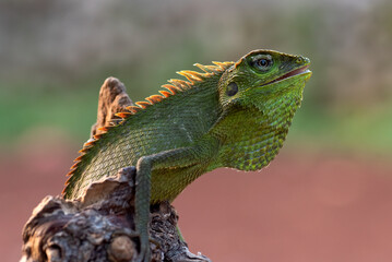 Wall Mural - A maned forest chameleon basks in the afternoon sun