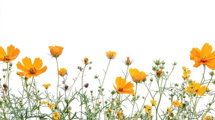Poster - Orange wildflowers with green stems against a white background featuring copy space for text or graphics