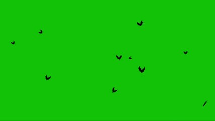 Wall Mural - bats flying upward on green screen 4k loop features bats flying from the bottom of the screen off th