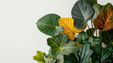 Poster - Various lush tropical leaves with vibrant colors and patterns on a light background providing ample copy space.