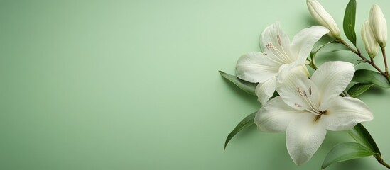 Poster - White lilies with green leaves on a light green background with copy space for text