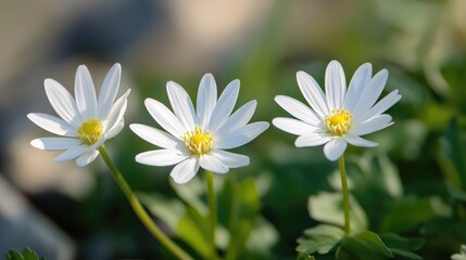 Poster - Three white flowers with yellow centers against a green background Copy Space