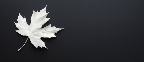 Poster - White Maple Leaf on Dark Background with Copy Space for Text or Design Elements