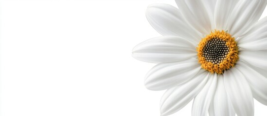 Poster - Close-up of a white daisy flower with yellow center on a white background with ample copy space for text