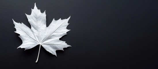 Poster - White maple leaf on dark background with copy space for text placement.