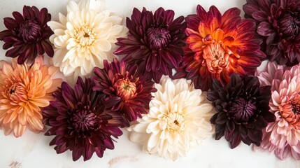 Poster - Colorful assorted chrysanthemums on a light background with Copy Space for text placement.