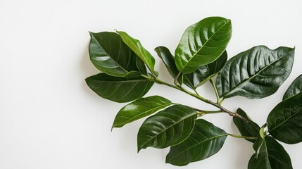 Poster - Green glossy leaves on a branch with white background and ample copy space for text placement