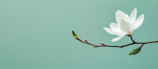 Poster - White magnolia flower on a branch against a solid teal background with ample Copy Space for text placement