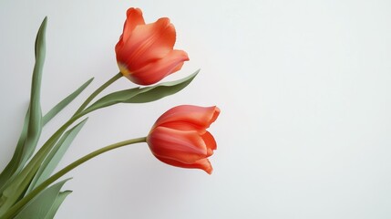 Poster - Red tulips on a light background with green leaves and ample copy space for text placement.