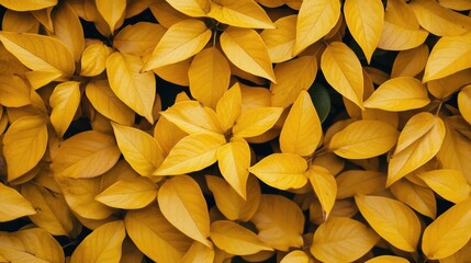 Poster - Yellow leaves background texture with various shapes and sizes in a dense arrangement with Copy Space.