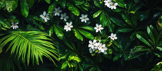 Poster - Tropical foliage with white flowers on dark green leaves natural background Copy Space