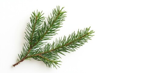 Poster - Green pine tree branch isolated on white background with copy space for text or design elements