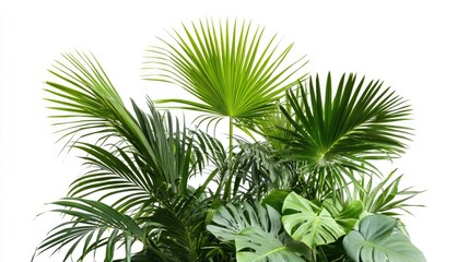 Poster - Tropical green plants with large leaves on white background ideal for Copy Space and botanical compositions