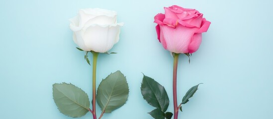 Aufkleber - Elegant pink and white roses on a bright blue background with space for text ideal for invitations or floral design projects