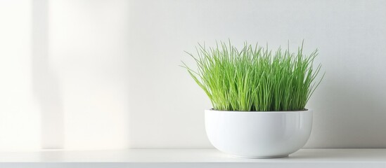 Poster - indoor potted grass in a white bowl on a minimalist shelf against a light-colored wall with copy spa