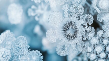 Poster - Frosted plant close-up with intricate ice crystals on delicate foliage Copy Space