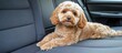 © VirtualVista - Labradoodle dog relaxing in the back seat of a car with Copy Space for text placement