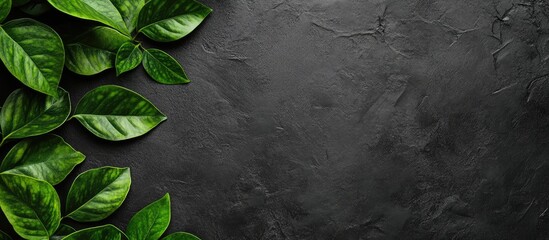 Poster - Blackboard with botanical leaves minimal nature concept close up view empty space for text flat lay composition