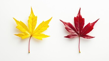 Poster - Yellow and red autumn leaves isolated on white background with copy space for text