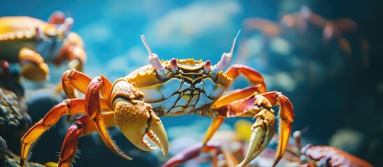 Poster - Vibrant underwater close-up of colorful crabs with serene backgrounds and ample space for text addition