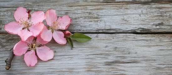 Poster - Delicate peach blossom flowers on rustic wooden background with soft pink hues and ample copy space for elegant text or branding.