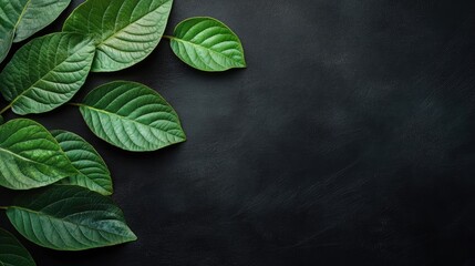 Aufkleber - green leaves on dark textured background with ample copy space for text placement