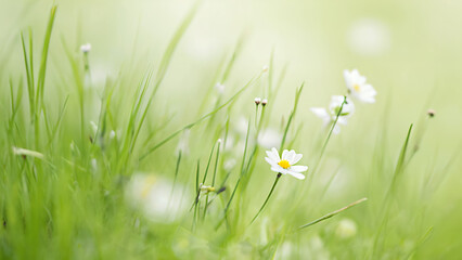 spring background with grass and flowers