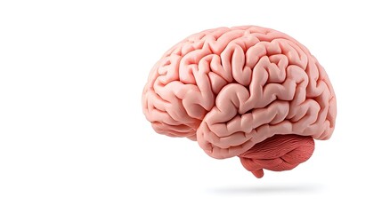 Poster - A realistic depiction of a human brain, showcasing its detailed structure and folds, on a plain background.