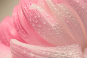 Wall Mural - Smoke selective soft focus flower petal, leaf with water drops. Nature blur pink, beige neutral background.