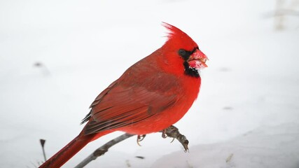 Wall Mural - Slow motion male Northern cardinal in a winter snow storm. 