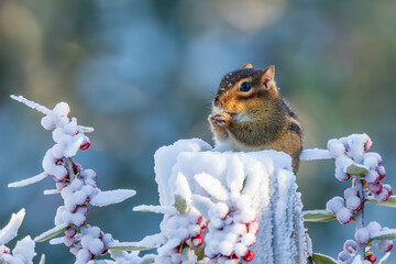 Poster - Chipmunk sitting on a snow-covered stump