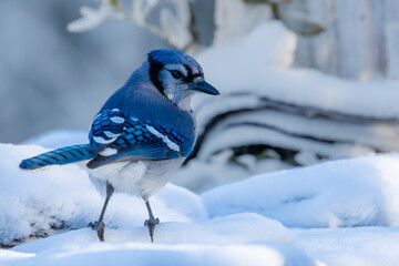 Wall Mural - Blue jay perched on snow-covered ground