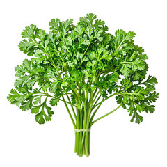 Wall Mural - Vibrant parsley bunch on white background with detailed focus