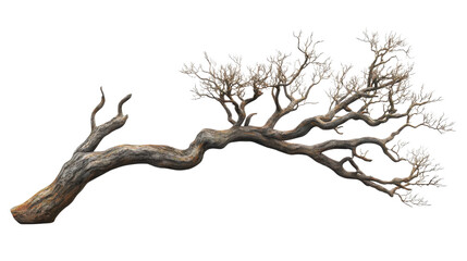 Dry tree branch on transparent background 