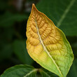 © Monica - Single tobacco leaf with unique shape and texture, plant morphology, foliage textures, natural world