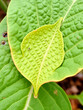 © Seth - Single tobacco leaf with unique shape and texture, plant morphology, foliage textures, natural world