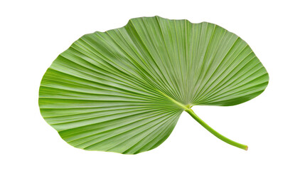 Wall Mural - Tropical leaf on transparent background