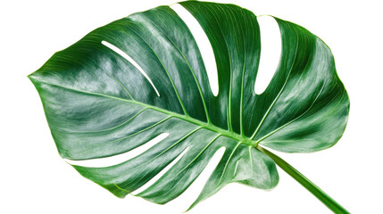 Wall Mural - Tropical leaf on transparent background