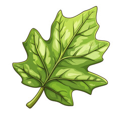 Poster - The image shows a detailed illustration of a single green maple leaf against a black background.