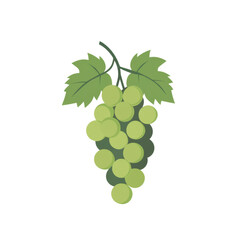Poster - A simple illustration shows a bunch of green grapes hanging from a vine with leaves.