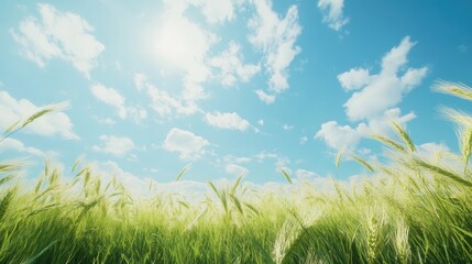 Poster - Wheat ears swaying gently in the wind on a sunny day, with a vast field stretching out under a clear blue sky, symbolizing the serenity of rural landscapes