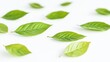 © STwul - Green leaves scattered on white background, nature backdrop, design element