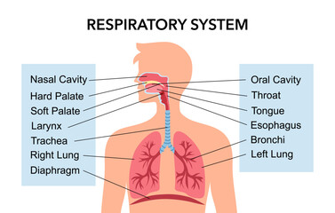 Medical education drawing chart of Human Respiratory System for Science Biology study