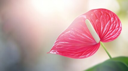 Wall Mural - Pink Anthurium Bloom