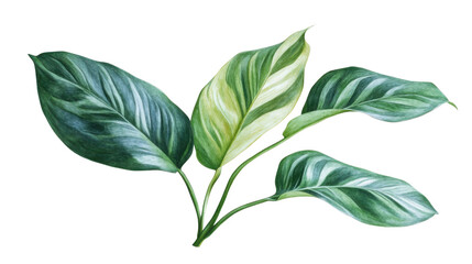 Natural of Tropical green leaves of leaf on transparent background