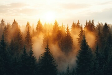 Poster - A breathtaking view of a forest at sunrise, with sunlight filtering through fog and evergreens, creating a serene and tranquil atmosphere.