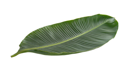 Wall Mural - Monstera green tropical leaves on transparent background