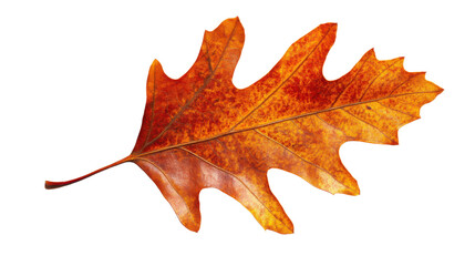 Autumn leaf, autumn colors leaf on transparent background